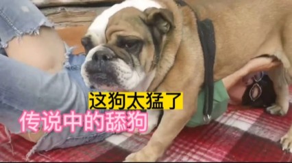 人兽，传说中的舔狗，好白菜都让狗拱了